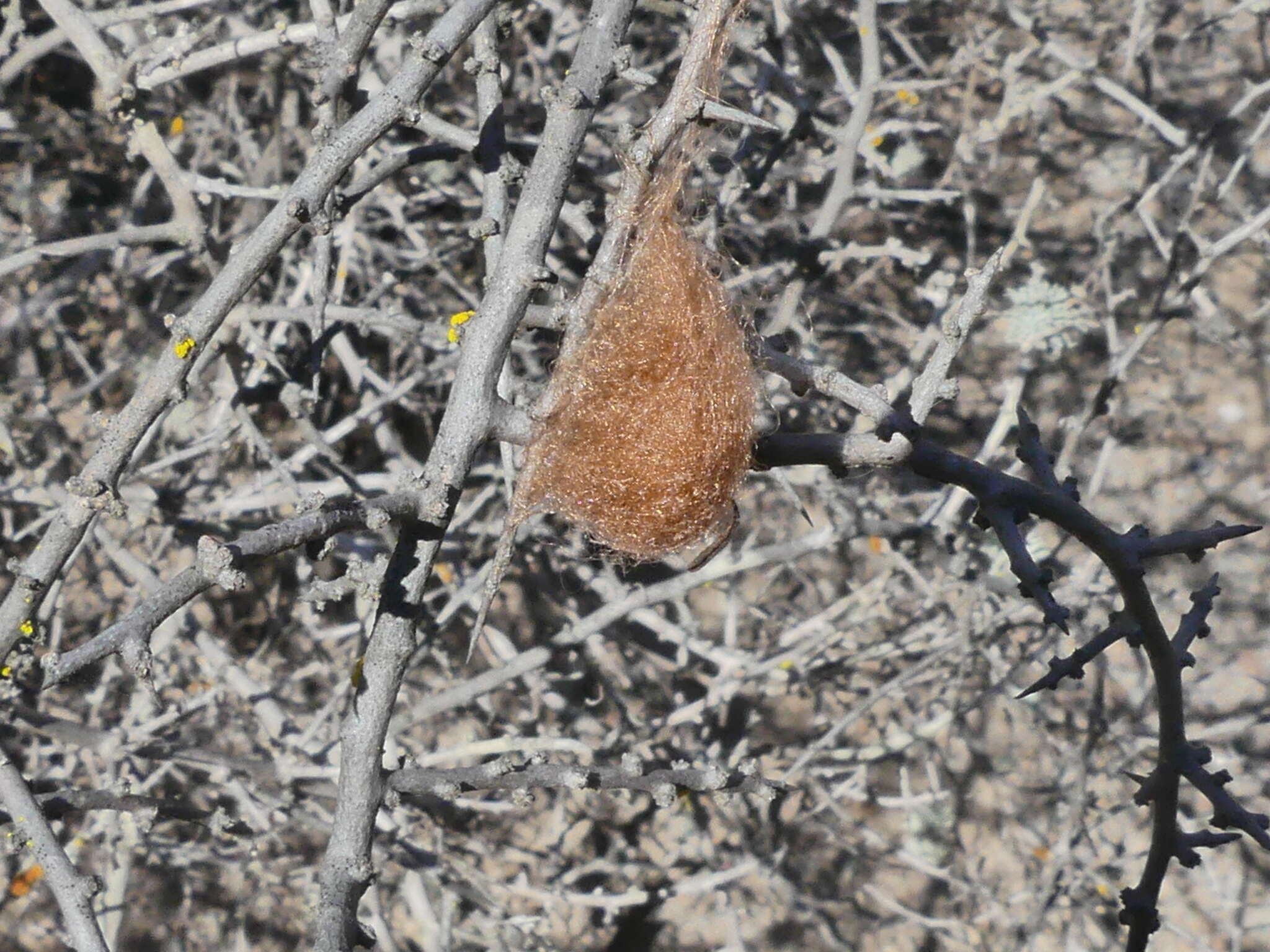 Image of Molinaranea magellanica (Walckenaer 1847)