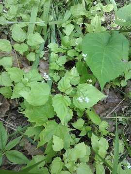 Image of small enchanter's nightshade