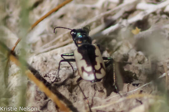 Image of Cicindela (Cicindela) parowana platti Cazier 1937