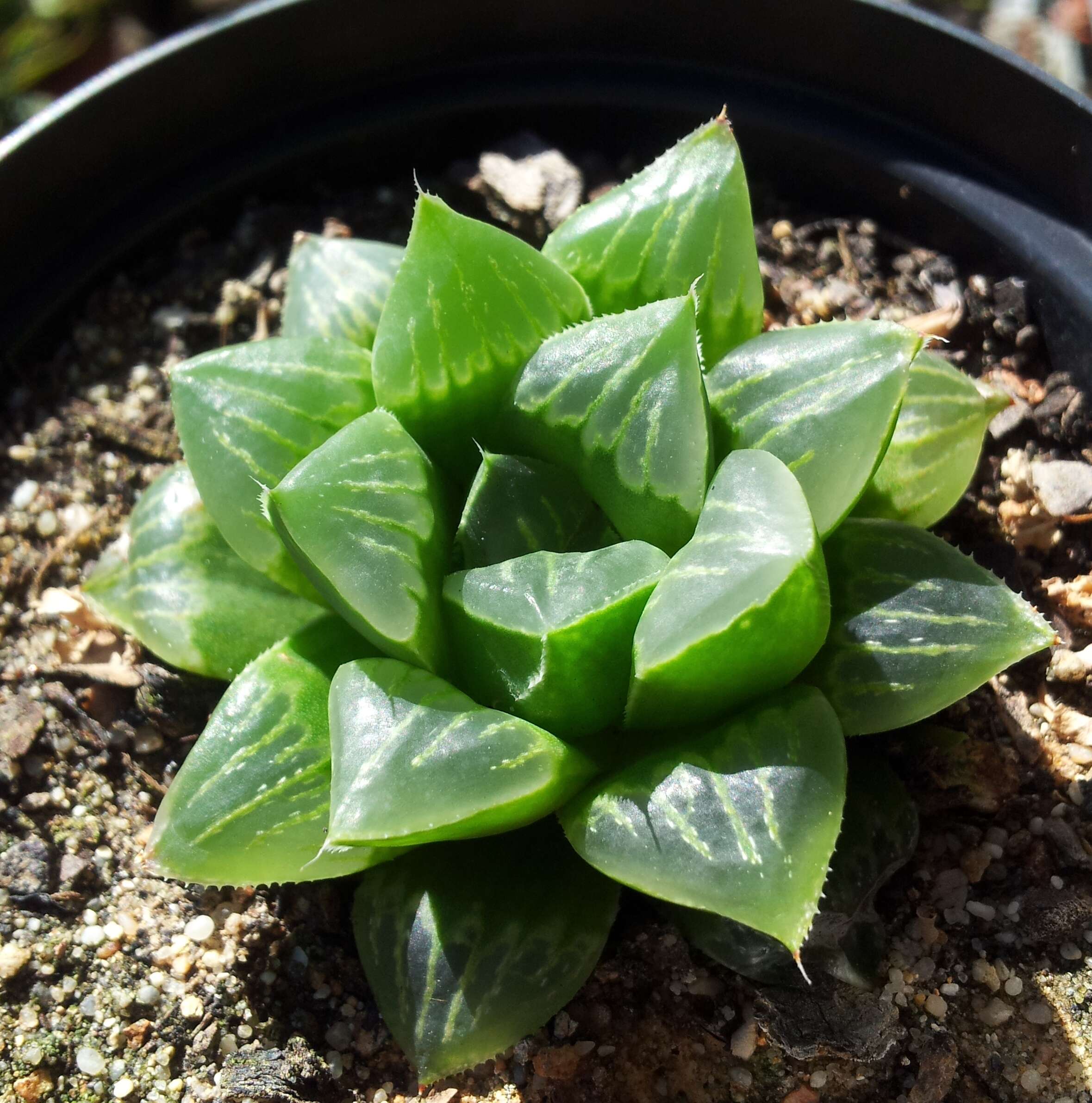 Haworthia retusa (L.) Duval resmi