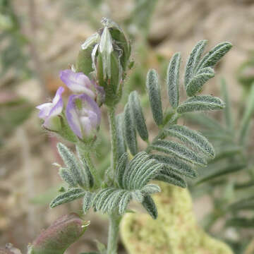 Astragalus emoryanus (Rydb.) Cory的圖片