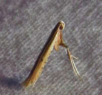 Sivun Caloptilia sassafrasella (Chambers 1876) kuva