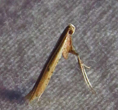 Sivun Caloptilia sassafrasella (Chambers 1876) kuva