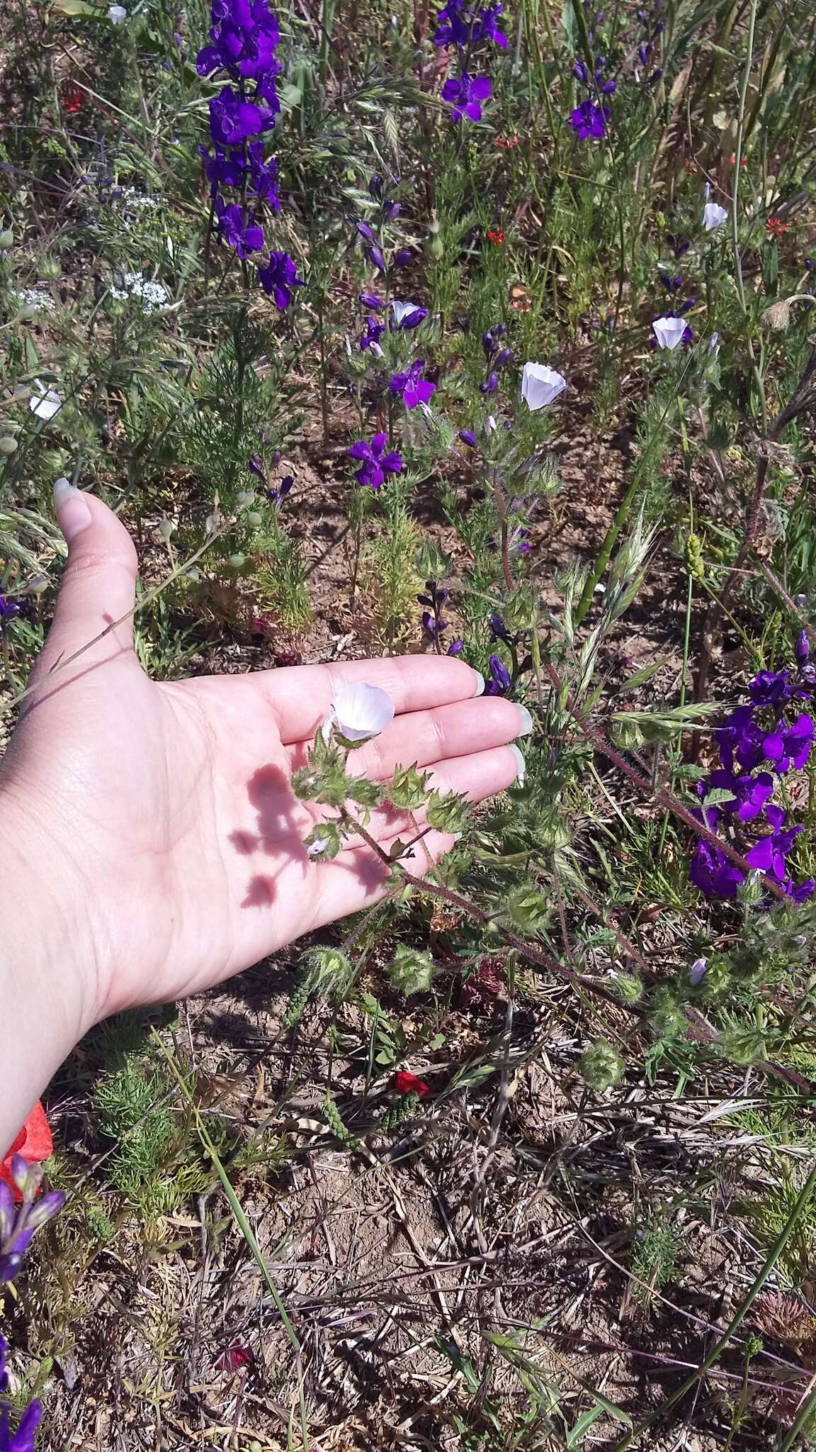 Image de Mauve hérissée