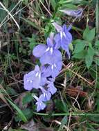 Image of Lobelia apalachicolensis D. D. Spauld., Barger & H. E. Horne