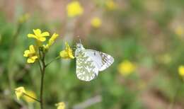 Слика од Euchloe insularis (Staudinger 1861)