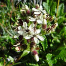 Imagem de Saponaria lutea L.