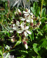 Imagem de Saponaria lutea L.