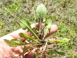 Image of striped hawksbeard