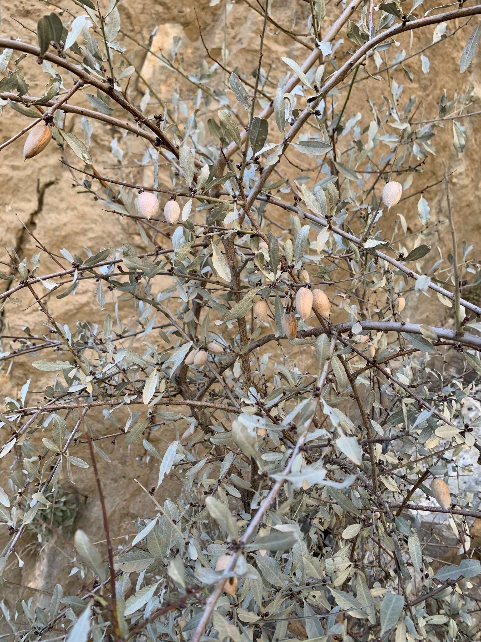 Imagem de Prunus argentea (Lam.) Rehd.