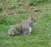 Image of Sciurus subgen. Sciurus Linnaeus 1758