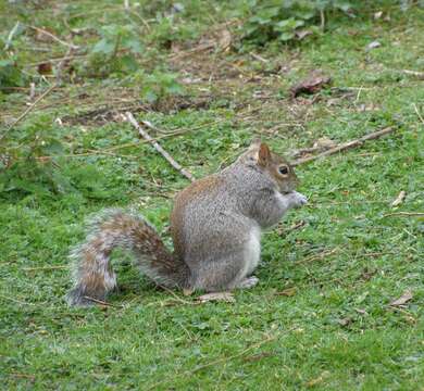 Image of Sciurus subgen. Sciurus Linnaeus 1758