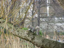 Image of Sciurus subgen. Sciurus Linnaeus 1758