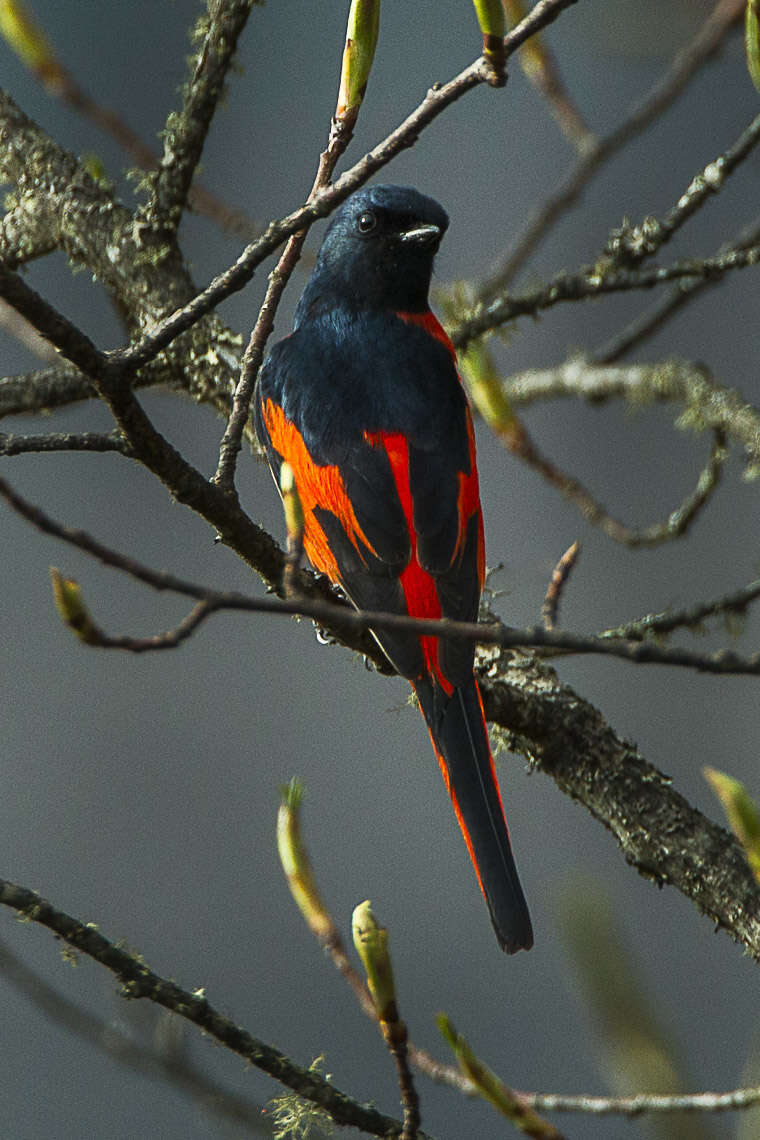 Image of Long-tailed Minivet