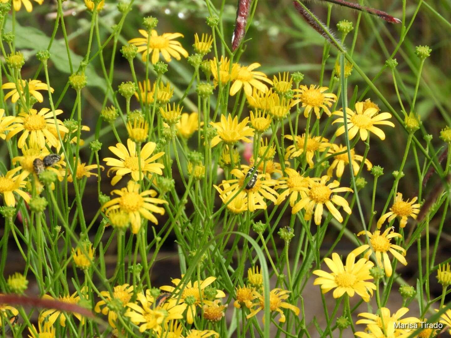 Image of Wright's snakeweed