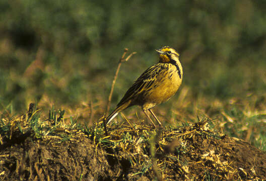 Image of Abyssinian Longclaw