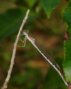 Image of Common Winter Damsel