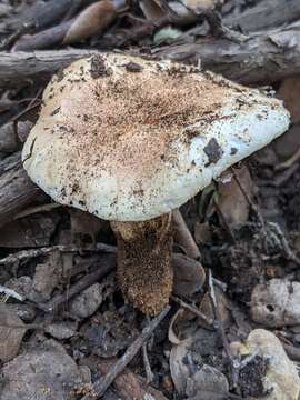 Image of Tricholoma manzanitae T. J. Baroni & Ovrebo 1983