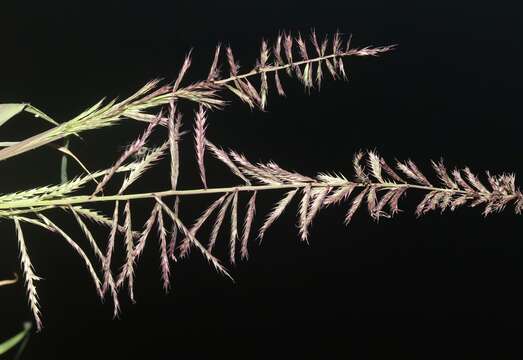 Image of viper grass