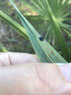 Image of Palmetto Tortoise Beetle