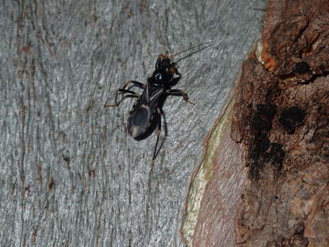 Image of Ectomocoris decoratus (Stål 1863)