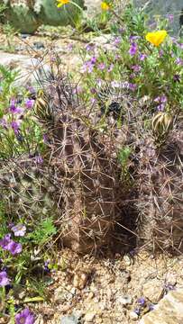 Image de Echinocereus fendleri (Engelm.) Sencke ex J. N. Haage