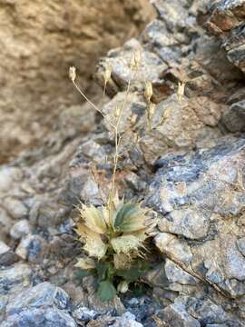 Image of Ripley's gilia