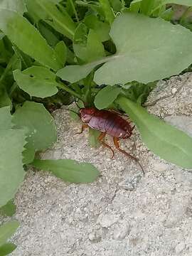 Image of Large Brown Cockroach