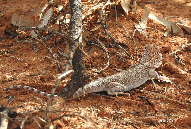 Image of Central Netted Dragon