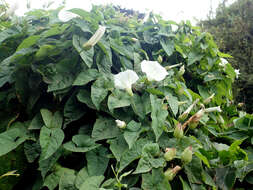 Image de Calystegia silvatica subsp. disjuncta R. K. Brummitt