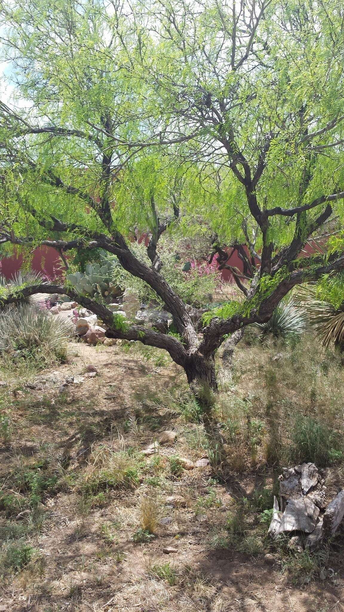 Image of Honey Locust