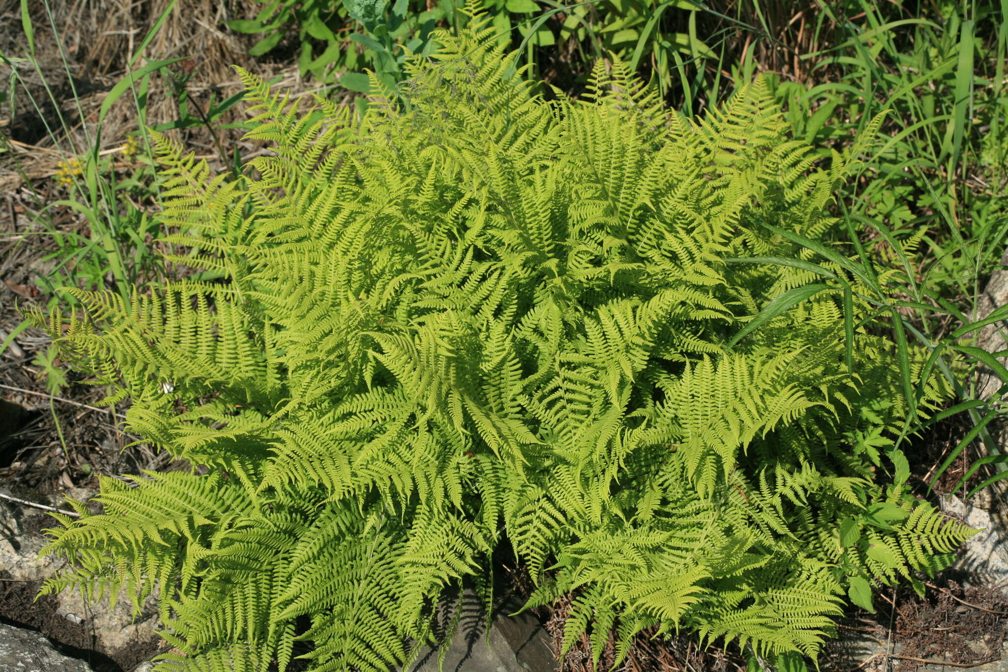 Image of Athyrium brevifrons Nakai ex Kitag.