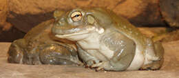 Image of Colorado River Toad Sonoran Desert Toad