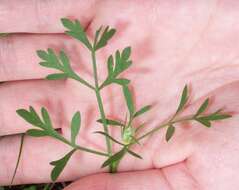 Image of Queen Anne's lace