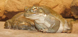 Image of Colorado River Toad Sonoran Desert Toad