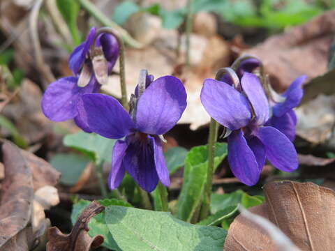 Image of sweet violet