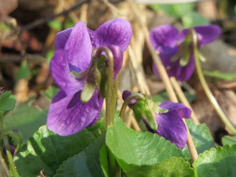 Image of sweet violet