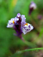 Plancia ëd Linaria amethystea (Vent.) Hoffmgg. & Link