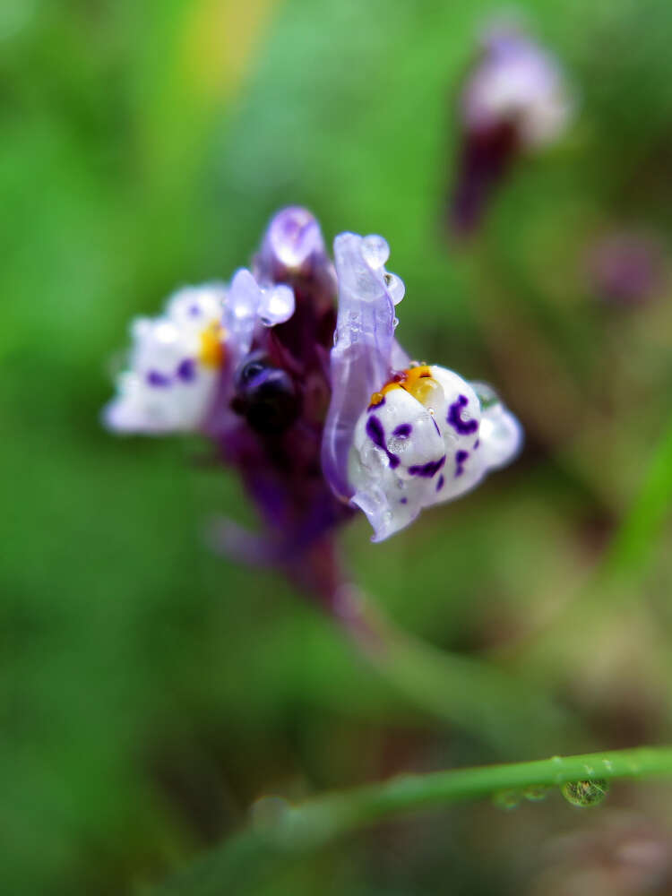 Plancia ëd Linaria amethystea (Vent.) Hoffmgg. & Link