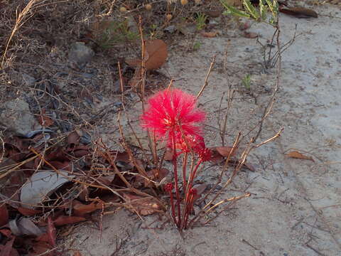 Image of Calliandra longipes Benth.