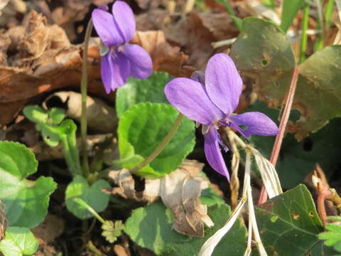 Image of sweet violet