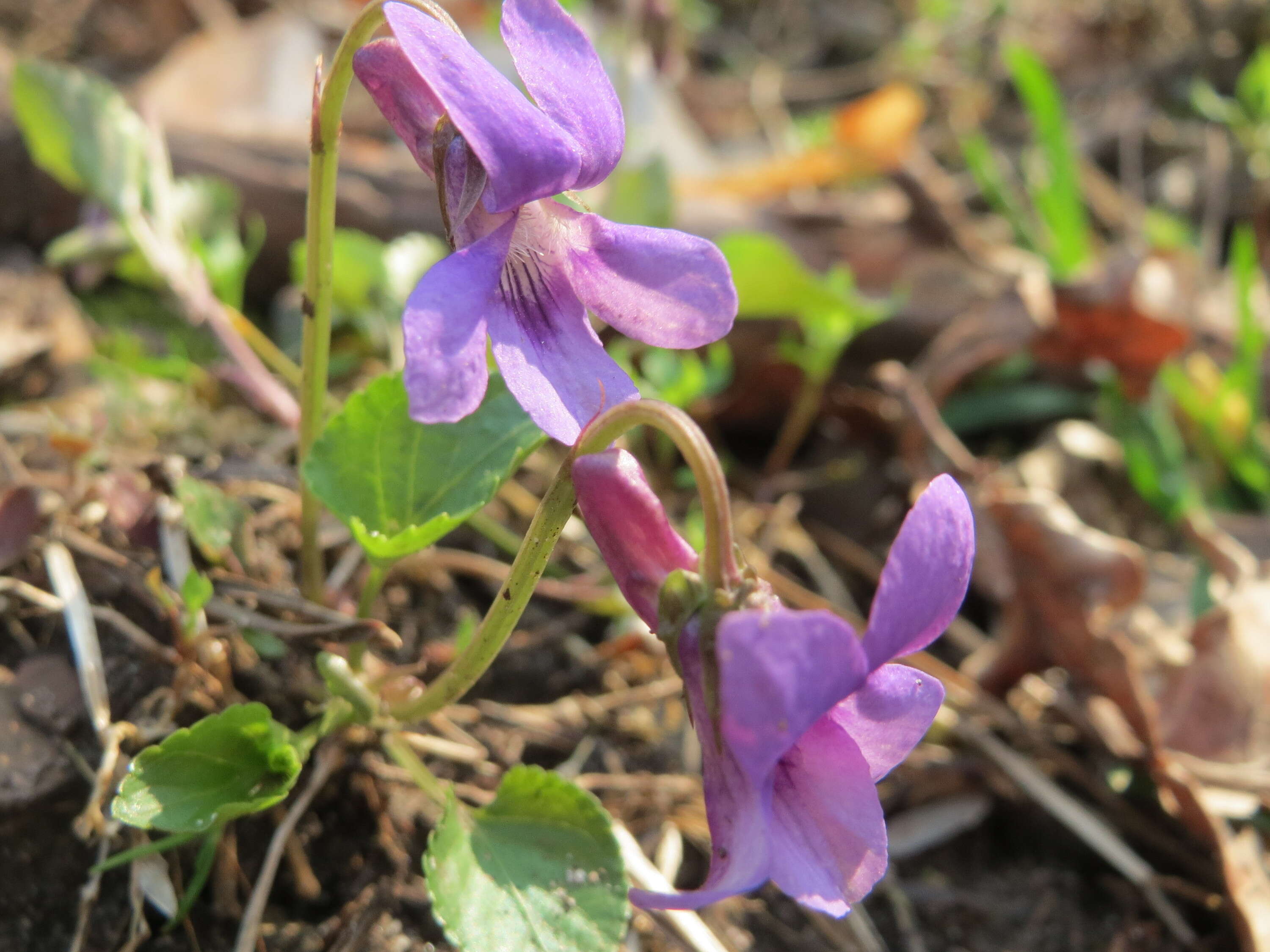 Image of early dog-violet