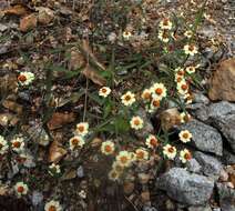 Imagem de Zinnia angustifolia var. greggii (B. L. Rob. & Greenm.) Mc Vaugh