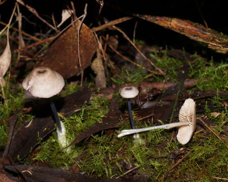 Image of Entoloma albidocoeruleum G. M. Gates & Noordel. 2007