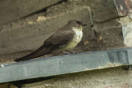 Image of Eurasian Crag Martin