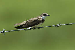 Image of Banded Martin