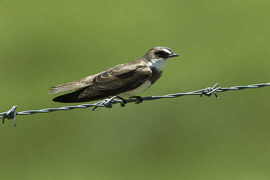 Image of Banded Martin