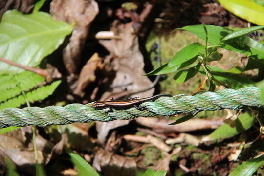 Image of Azure-tailed Skink