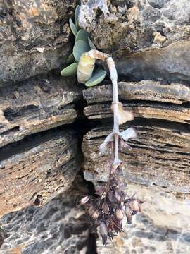 Image of Kalanchoe crouchii