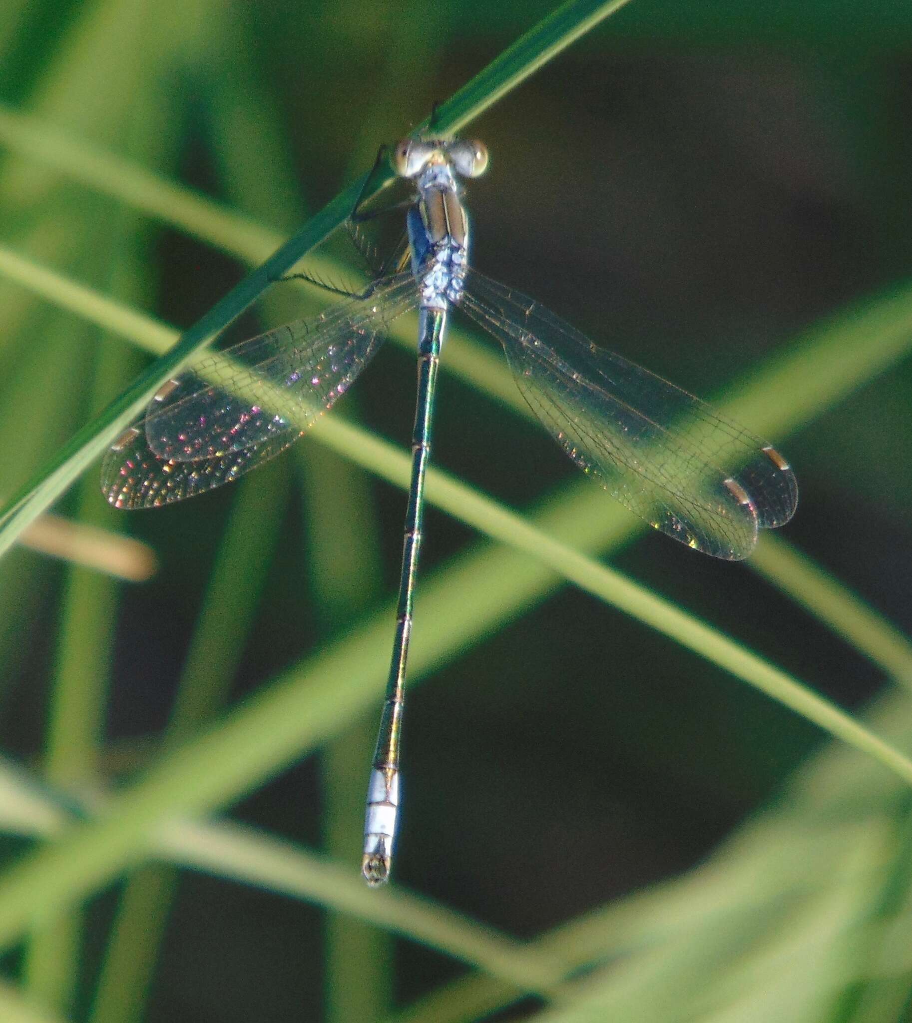 صورة Lestes unguiculatus Hagen 1861